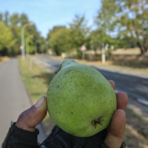 On Fläming Skate route.
Out of many pears Priti ate on the way, freshly plucked from trees.
