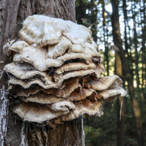 Some fungus...